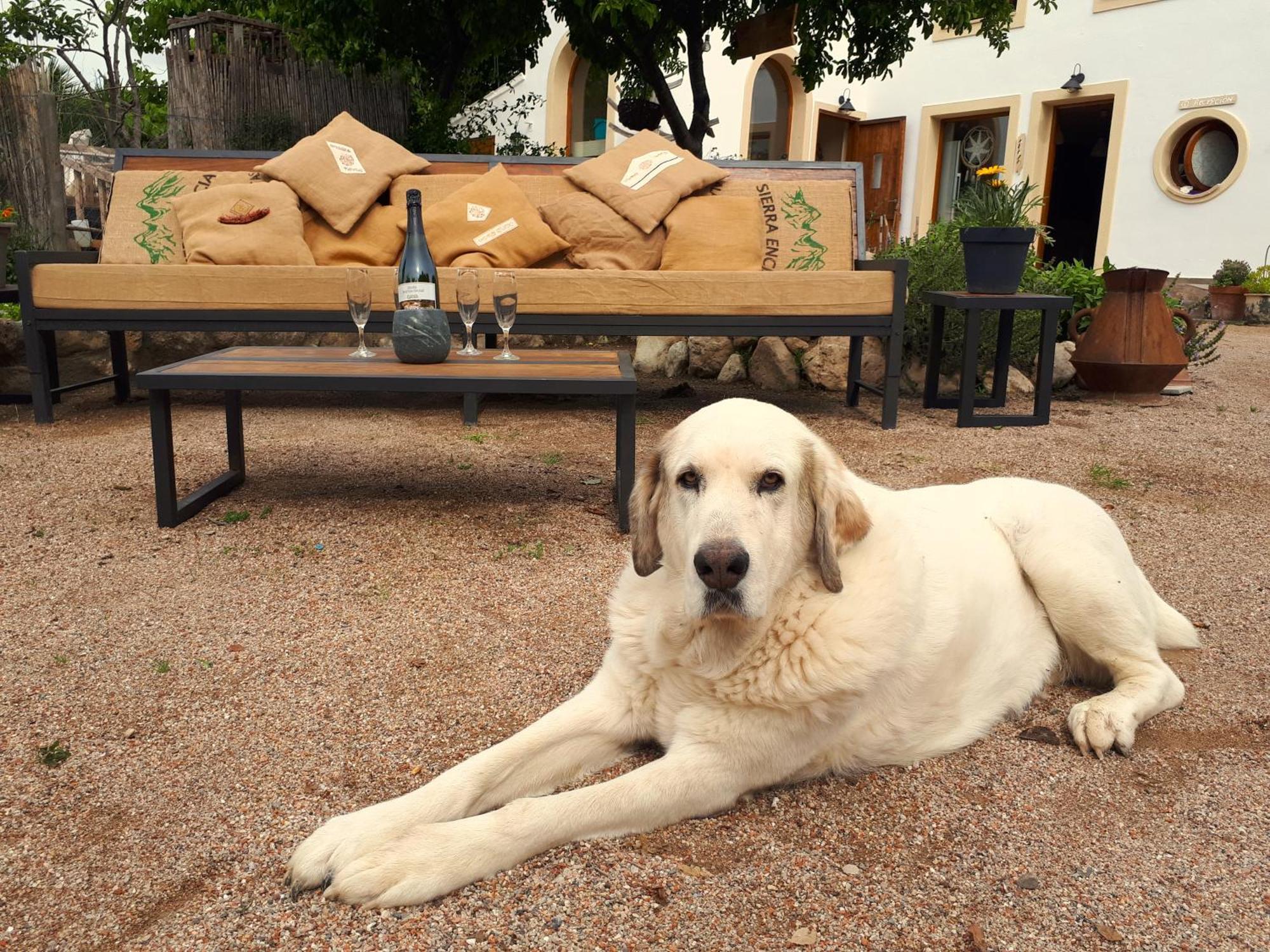 Cal Pau Cruset Pensionat Torrellas de Foix Exteriör bild